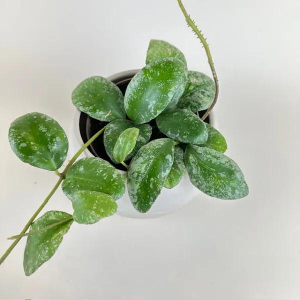 Hoya Kapuas 12cm - Image 4