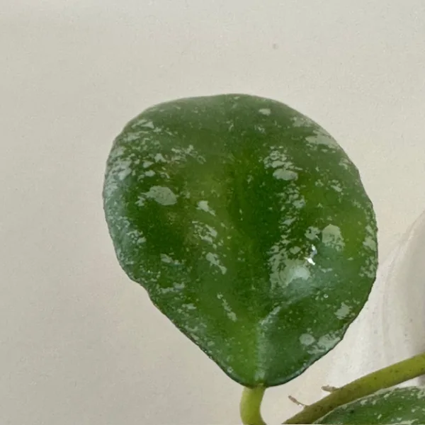 Hoya Kapuas 12cm - Image 2
