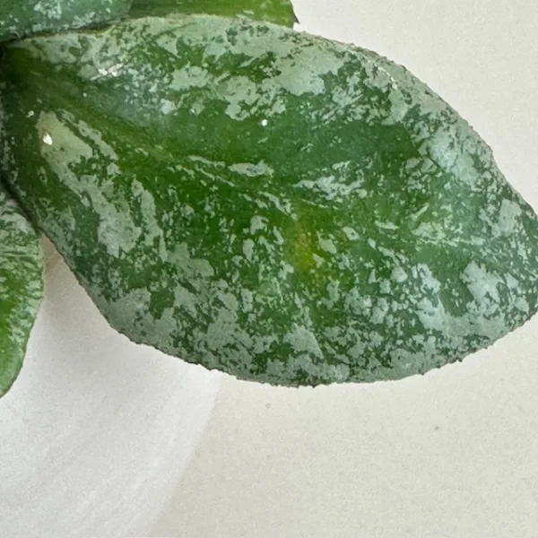 Hoya Kapuas 12cm - Image 3