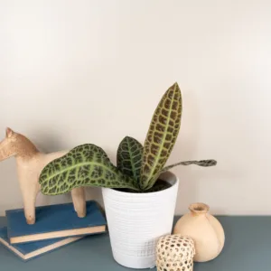 Labisia Kura Kura 12cm