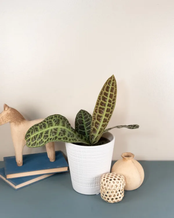 Labisia Kura Kura 12cm