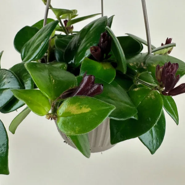 Lipstick Plant 6in HB - Image 3