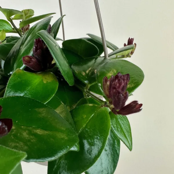 Lipstick Plant 6in HB - Image 4