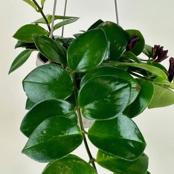 Lipstick Plant 6in HB - Image 5