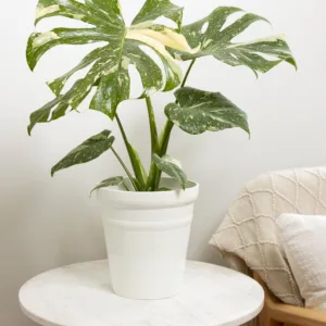 Monstera Spotsylvania