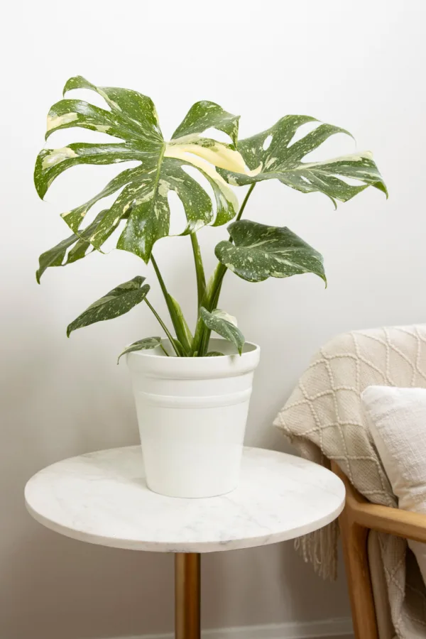 Monstera Spotsylvania