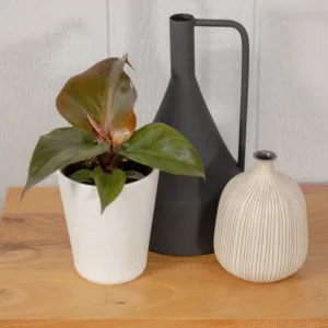 Philodendron Ruby Ripcurl 12cm