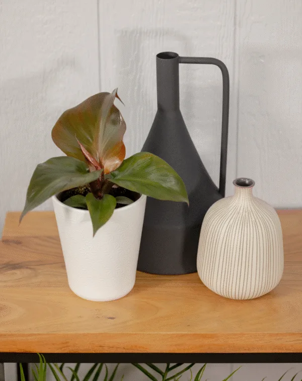 Philodendron Ruby Ripcurl 12cm