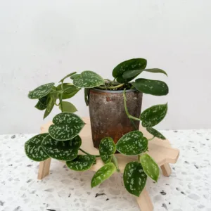 Satin Pothos 'Sage and Cream' 9cm