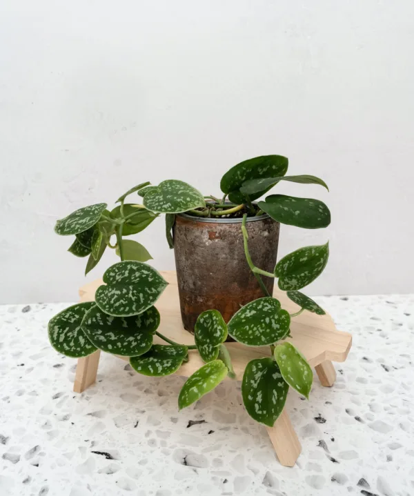 Satin Pothos 'Sage and Cream' 9cm