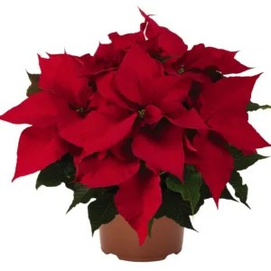 Poinsettia 6-inch Pot