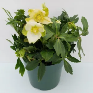 Hellebore, Christmas Rose