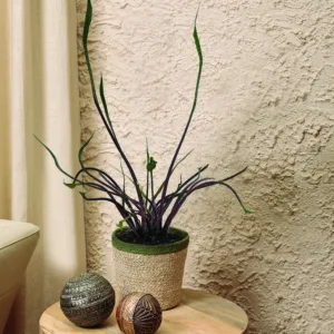 Alocasia Tentacular 12cm