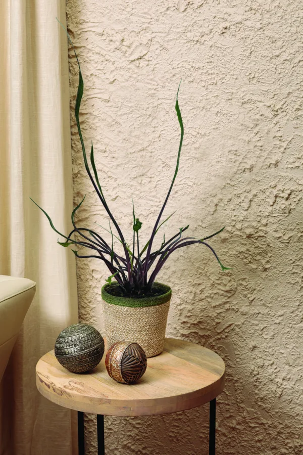 Alocasia Tentacular 12cm