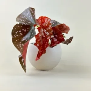 Begonia 'Crackling Rosie' 4in