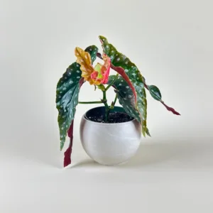 Begonia maculata