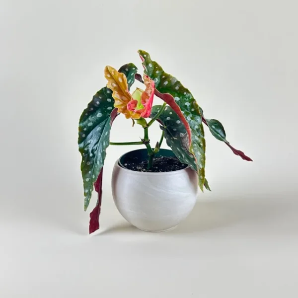 Begonia maculata