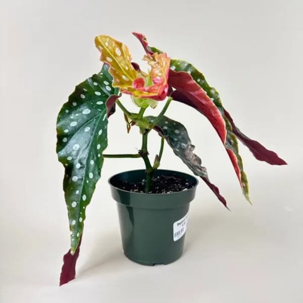 Begonia maculata - Image 2