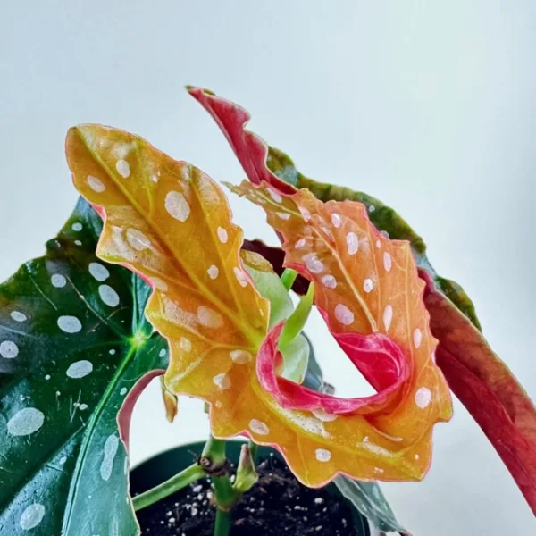 Begonia maculata - Image 3