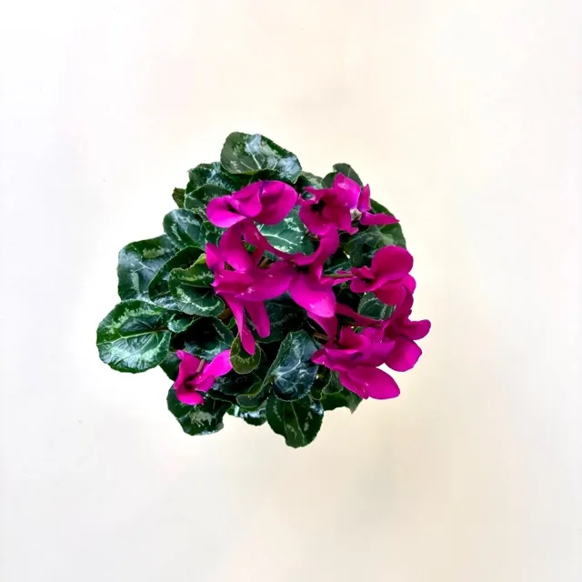 Cyclamen 4-inch Pot - Image 3