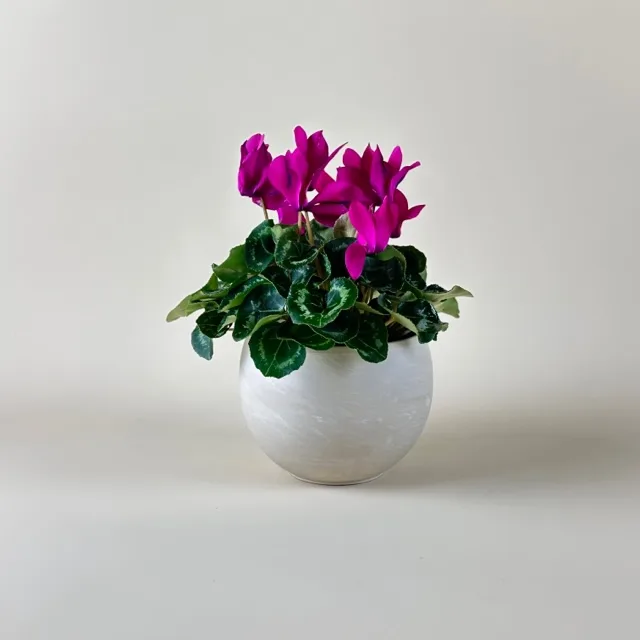 Cyclamen 4-inch Pot