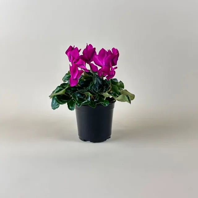 Cyclamen 4-inch Pot - Image 2