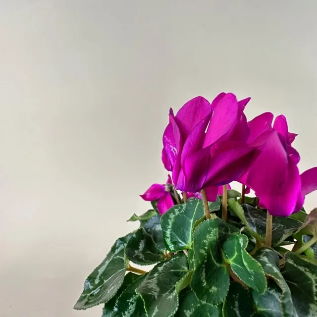 Cyclamen 4-inch Pot - Image 4