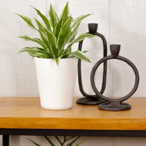 Dracaena Silver Sea Monkey 12cm