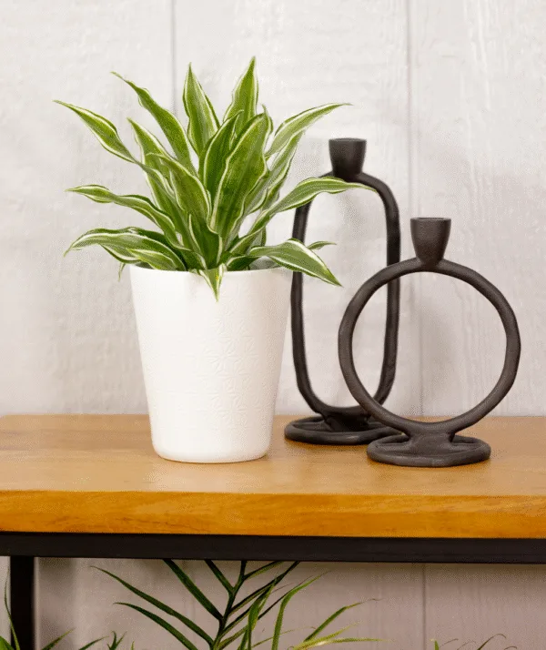 Dracaena Silver Sea Monkey 12cm