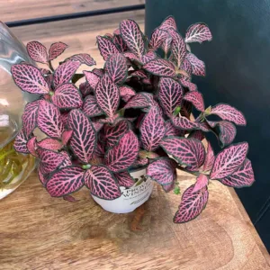 Fittonia Nightly 9cm