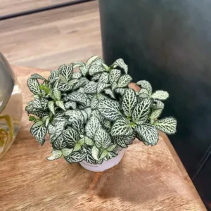 Fittonia World Views 9cm