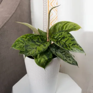 Homalomena Uplift 12cm