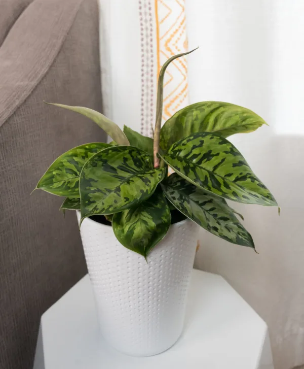 Homalomena Uplift 12cm