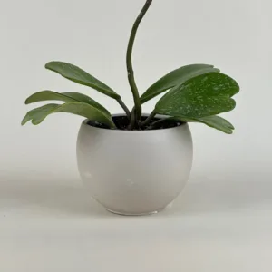 Hoya kerrii 'Splash' 4in