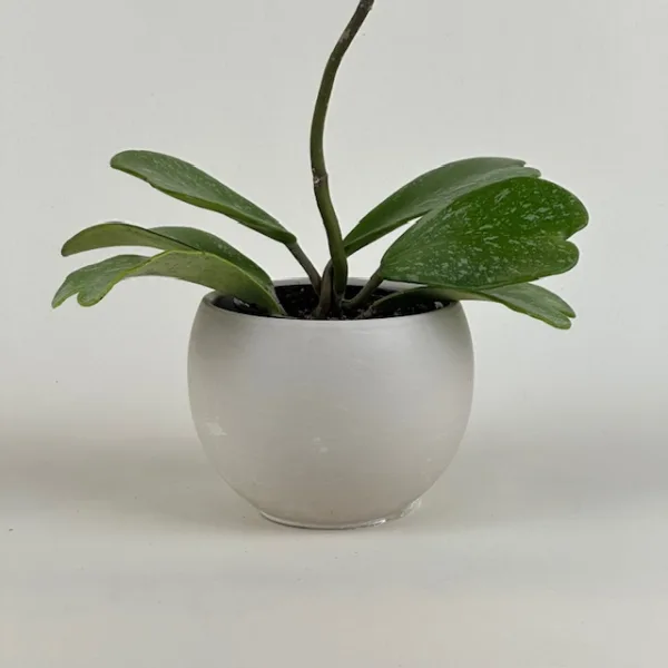 Hoya kerrii 'Splash' 4in