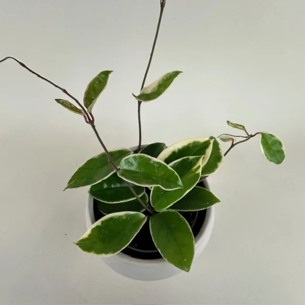 Hoya 'Tricolor' 4in. - Image 4