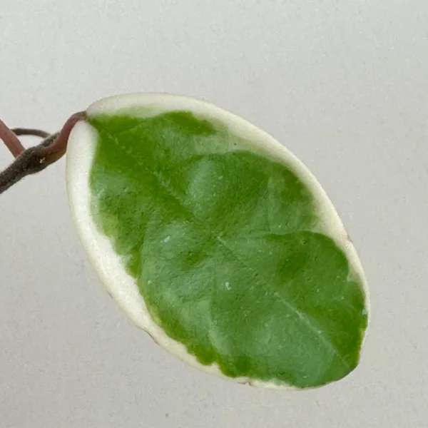 Hoya 'Tricolor' 4in. - Image 3