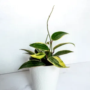 Hoya Reef Rider 12cm