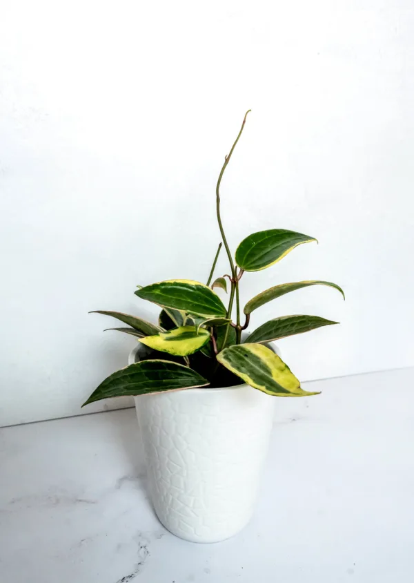 Hoya Reef Rider 12cm