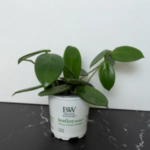 Hoya Vangviengiensis 9cm