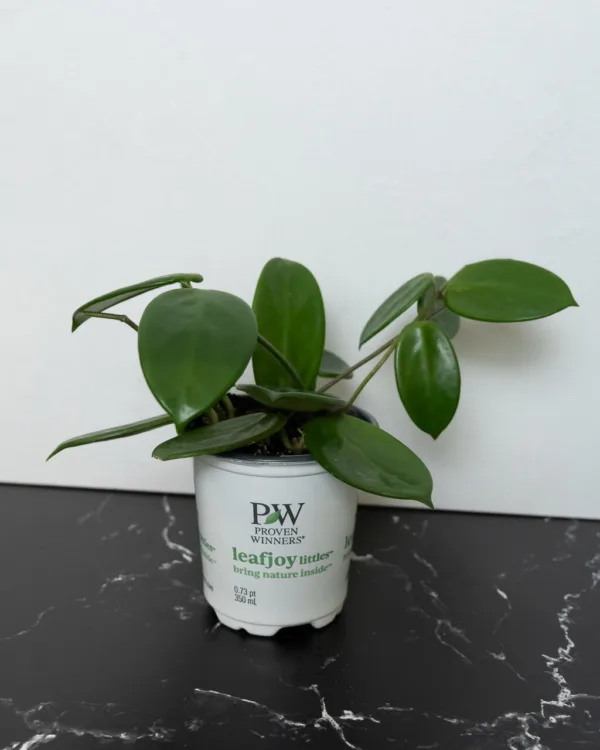 Hoya Vangviengiensis 9cm