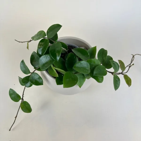Hoya Chouke 9cm - Image 2