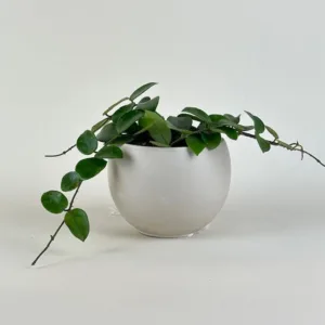 Hoya Chouke 9cm