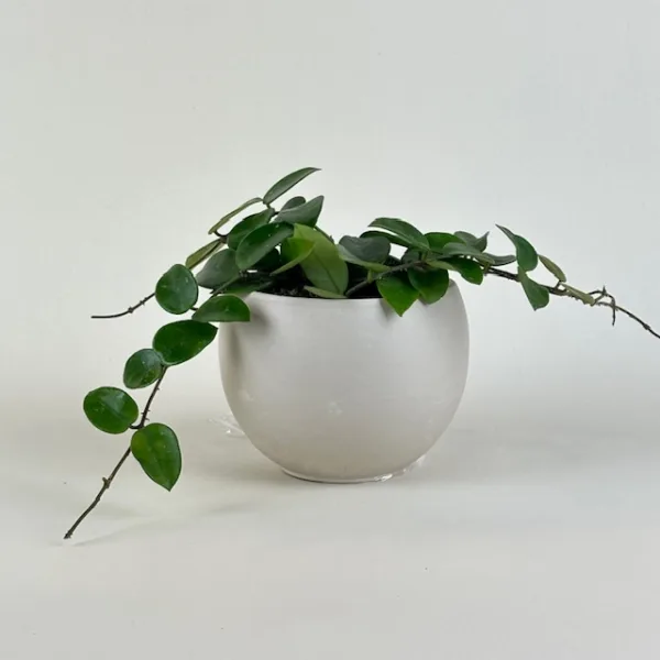 Hoya Chouke 9cm