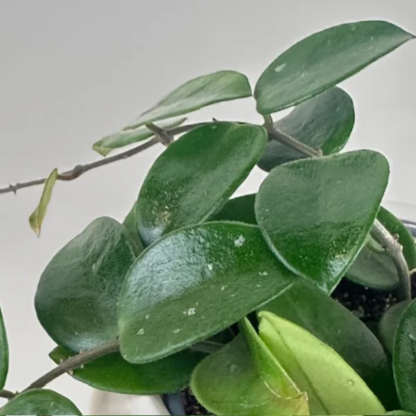 Hoya Chouke 9cm - Image 3