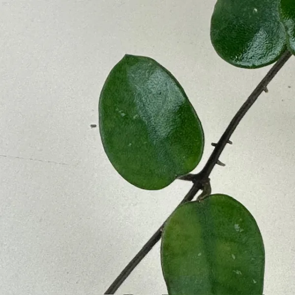 Hoya Chouke 9cm - Image 4