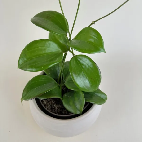 Hoya quinquenervia - Image 2
