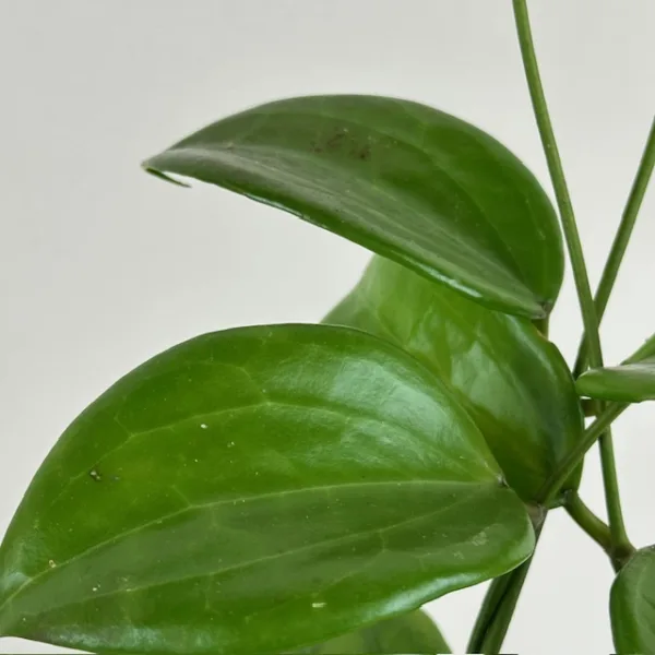 Hoya quinquenervia - Image 3