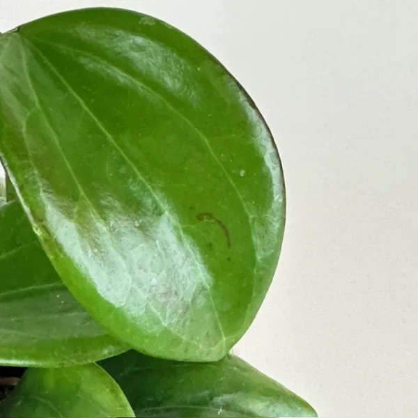 Hoya quinquenervia - Image 4