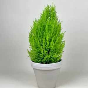 Lemon Cypress